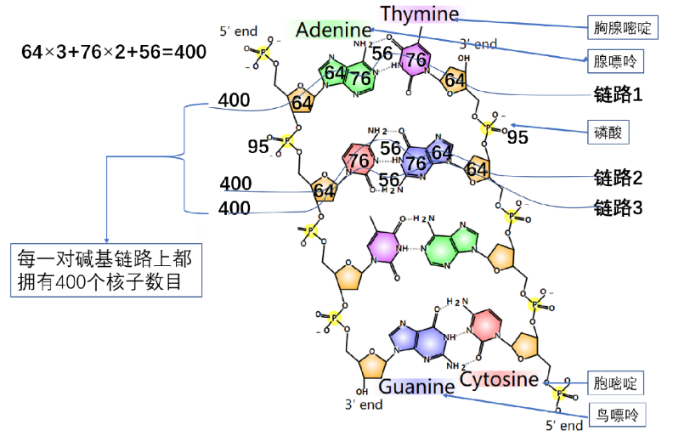 DNA结构中的400量子数