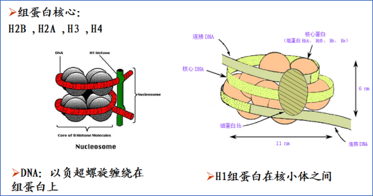 凝聚于引力波第一级1193波长下的核小体